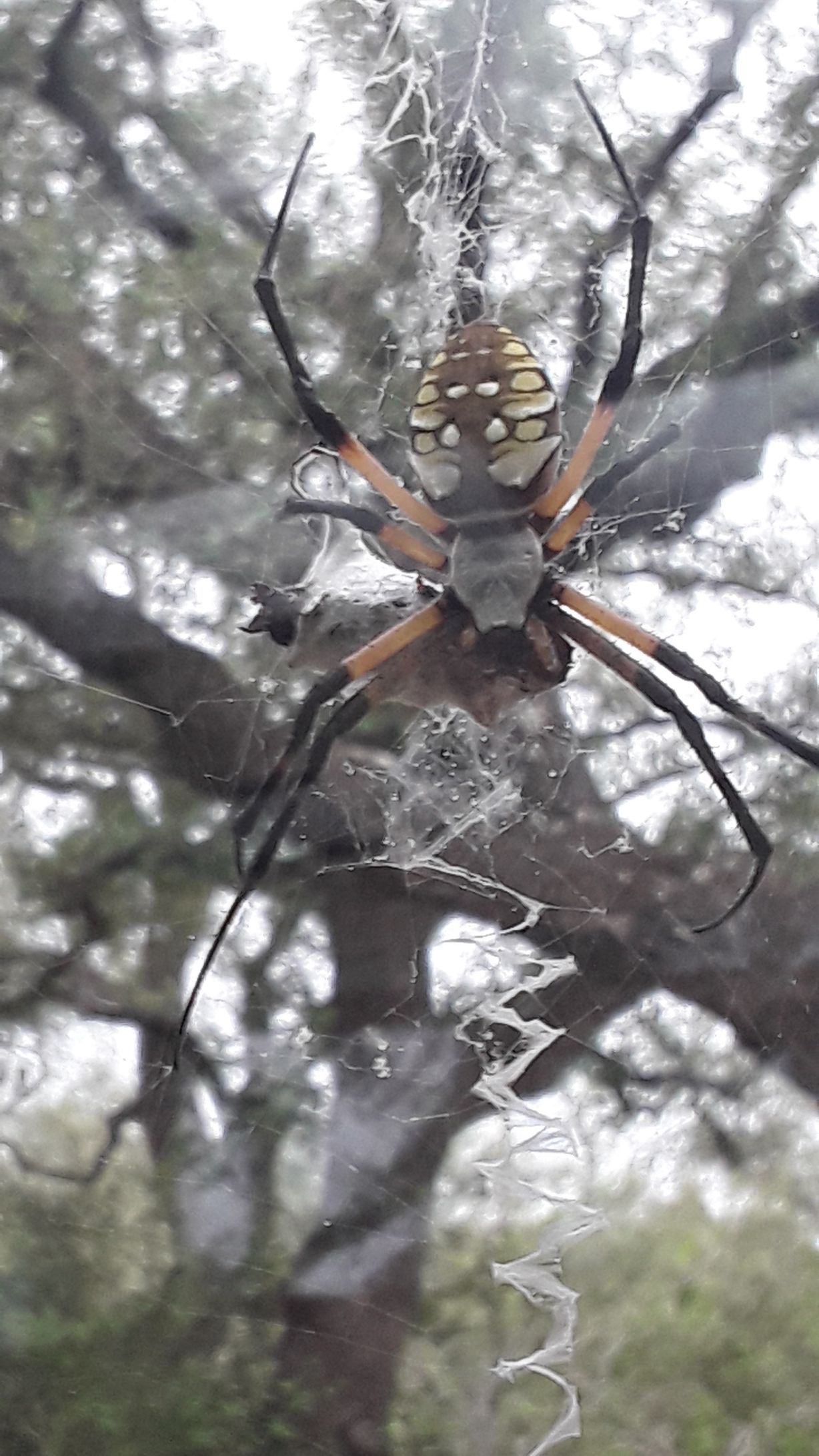 close up spider.jpg