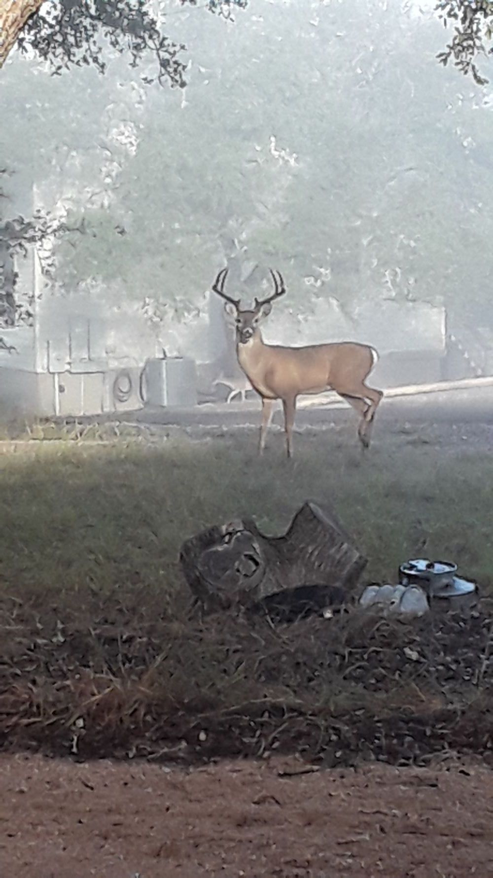 fogbuck2.jpg