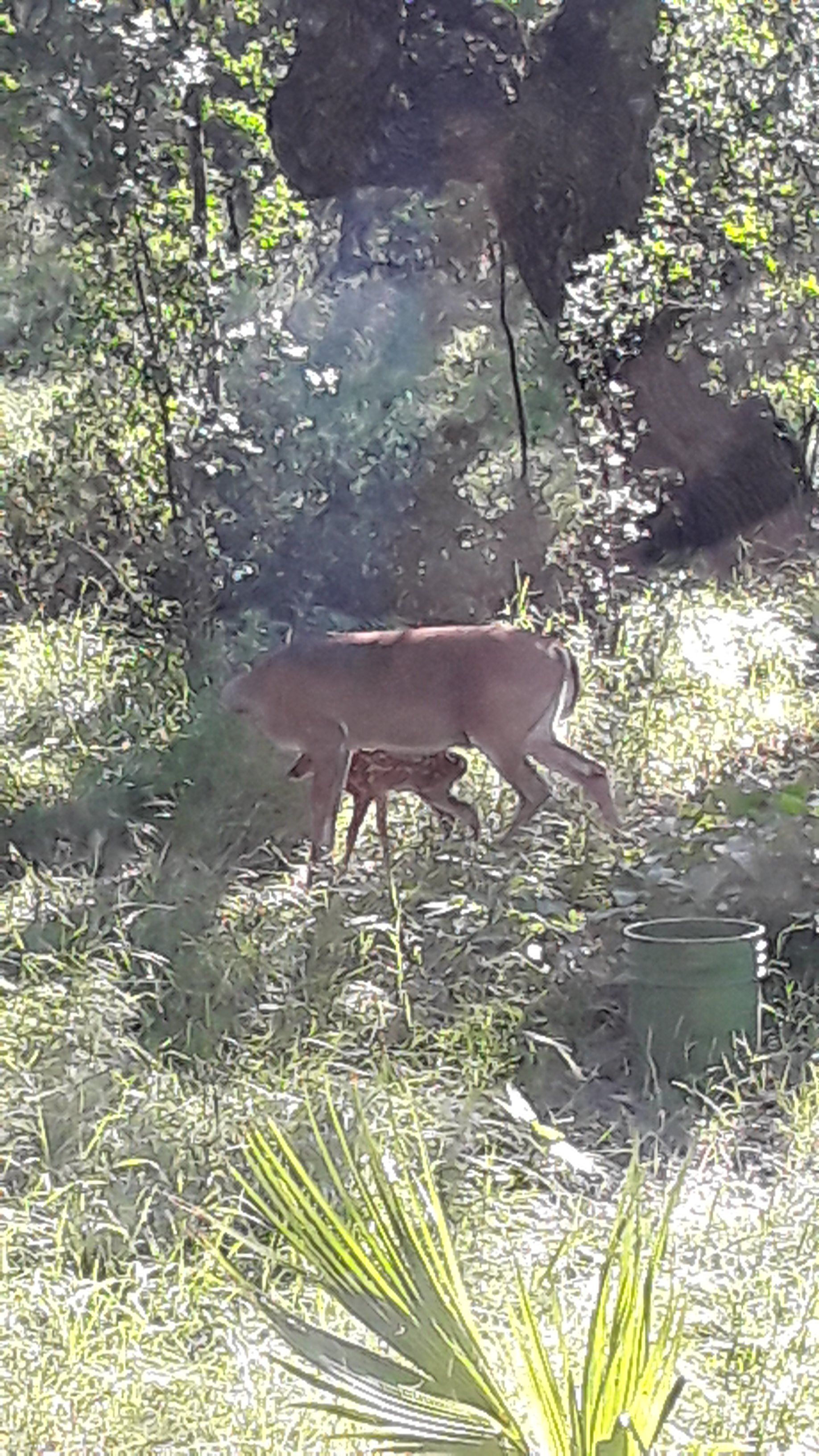 First fawn 5.9.jpg