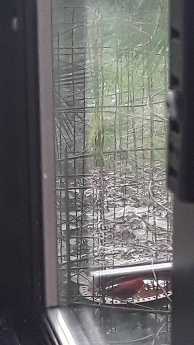Scarlet Tanager 5.11.jpg