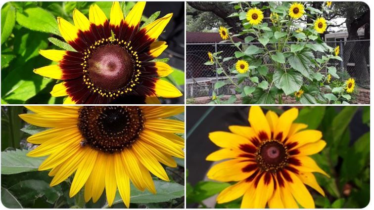 Sunflower varieties.JPG