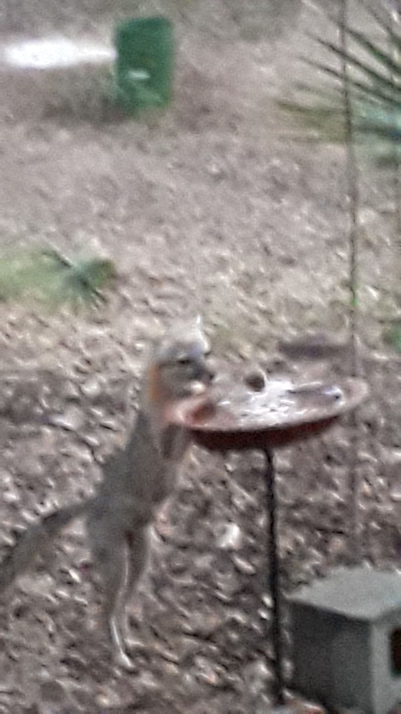 fox.jpg