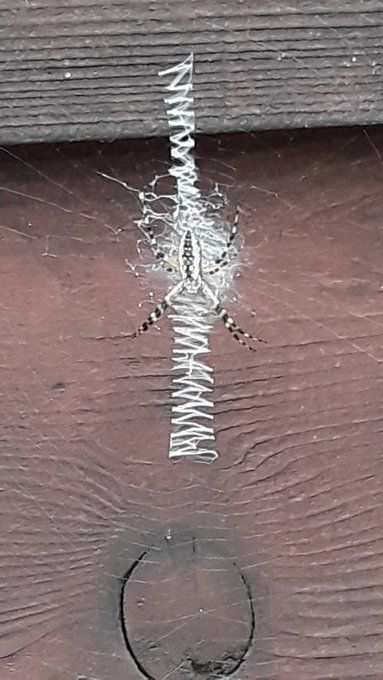 baby spider.jpg