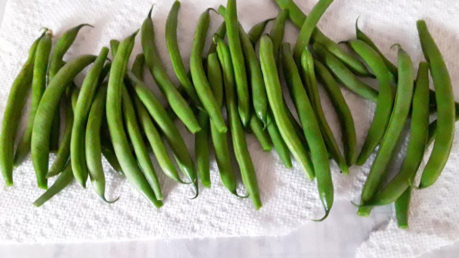 harvest 5.27.jpg