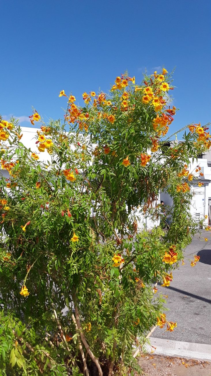 Butterfly bush.jpg