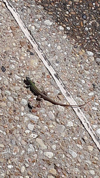 Laredo Striped Whiptail.jpg
