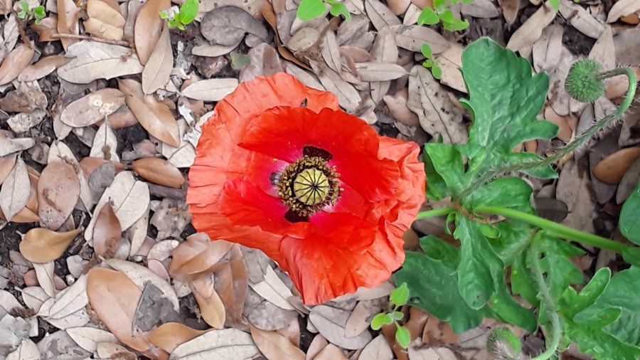 poppy2.jpg