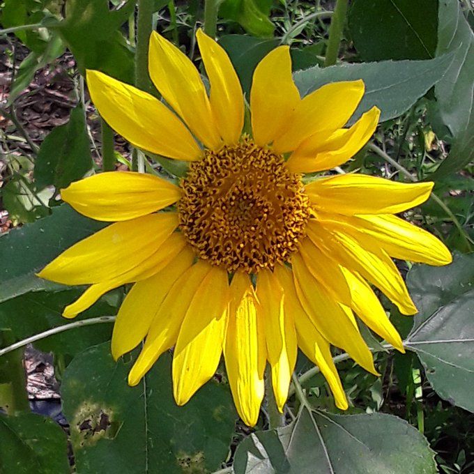 sunflower mammoth.jpg
