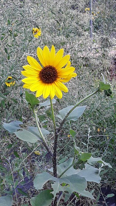 sunflower return.jpg