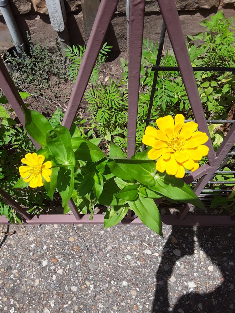 zinnia1.jpg