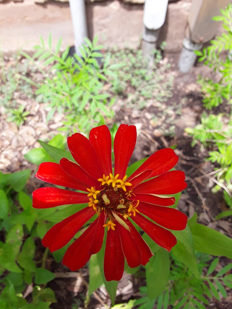 zinnias2.jpg