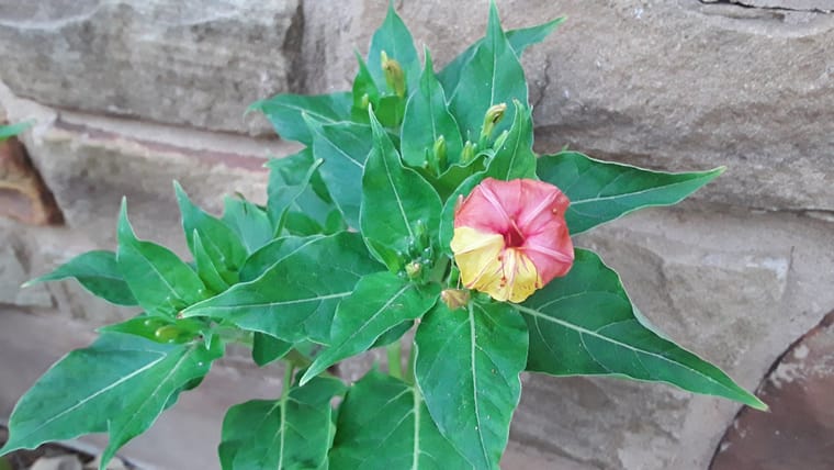 blossoms2.jpg