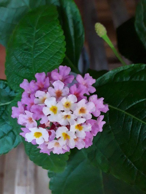 lantana1.jpg