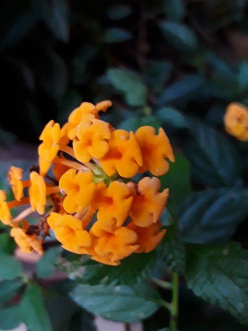 lantana2.jpg