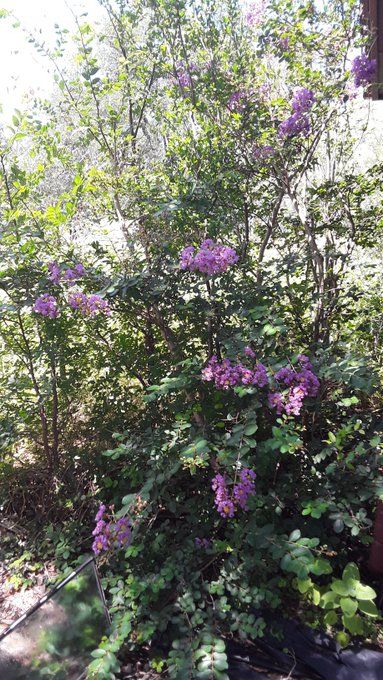 crepe myrtles.jpg