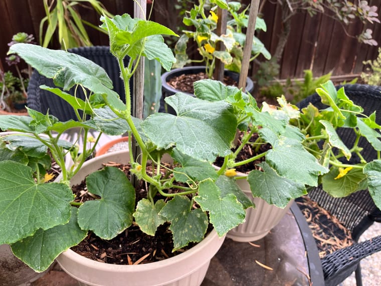 cuke1.jpg