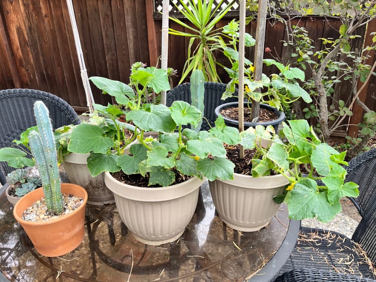 cuke2.jpg